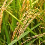 稲作の起源